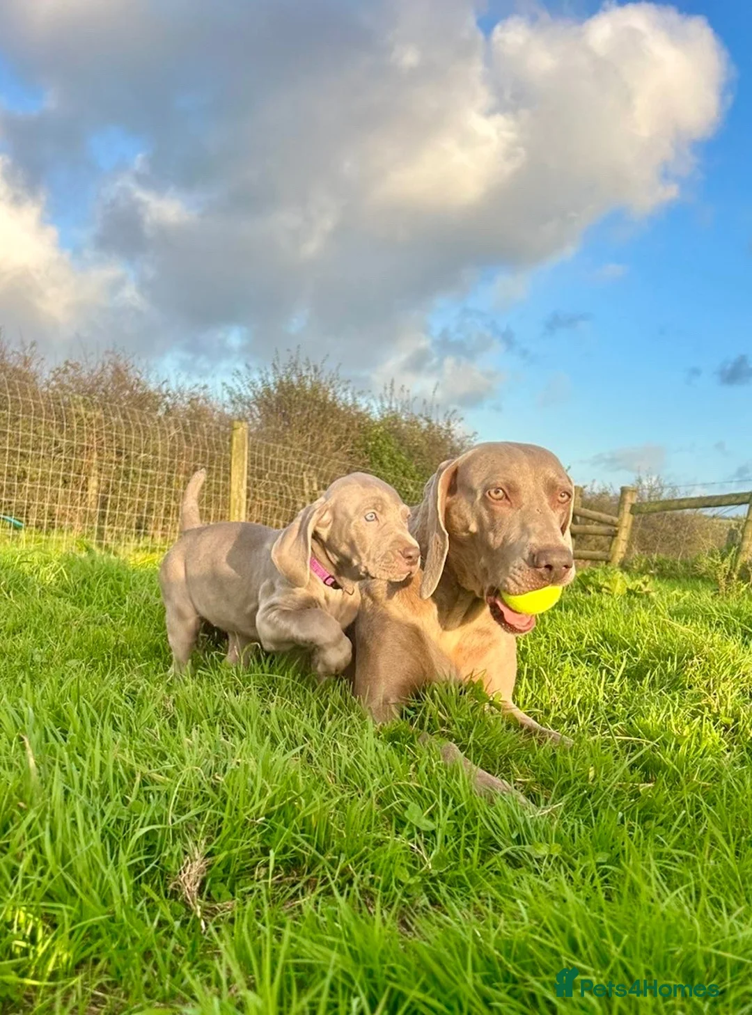 Weimaraner dogs for sale: KC weimaraner girl READY NOW - Advert 2