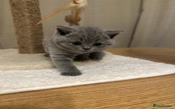 British Shorthair cats for sale: British Shorthair kittens Lilac/Blue 3 Girls 1 Boy - Image 5