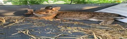 Netherland Dwarf rabbits for sale: Gorgeous Netherland Dwarf Rabbits - Advert 5