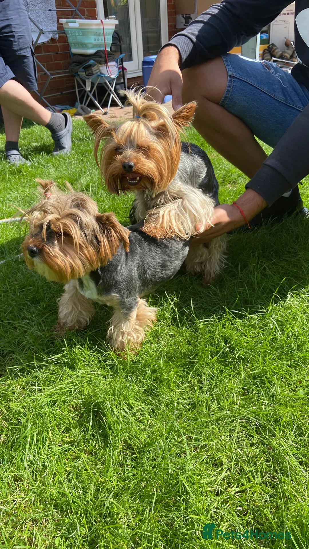 Yorkshire Terrier dogs for stud: Yorkshire terrier for stud  in Hornchurch - Advert 29