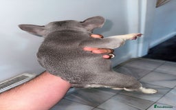 French Bulldog dogs for sale: Adorable French Bulldog Puppies - Image 5