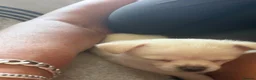 Chihuahua dogs for sale: 2cuddly chi puppies  - Advert 5