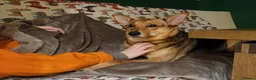 Mixed Breed dogs for adoption: ❤️ MINNIE-2-year-old low-medium girl  - Advert 12