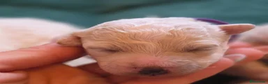 Bichon Frise 1