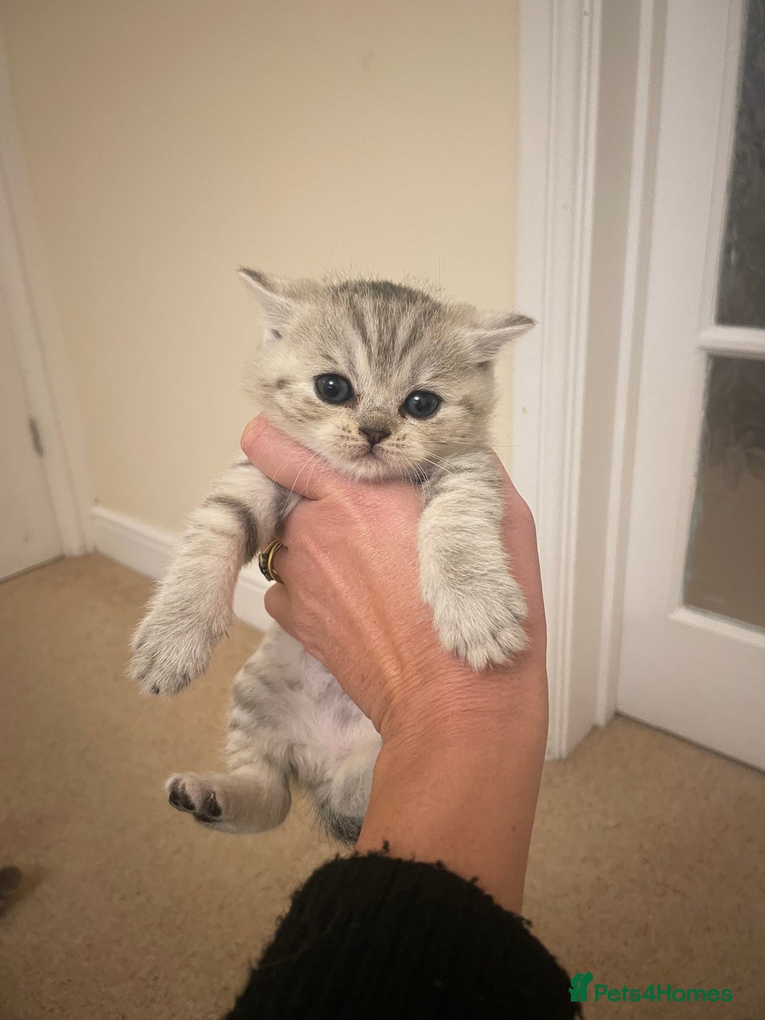 British Shorthair cats for sale: GCCF reg silver British Shorthaired kittens  - Image 6
