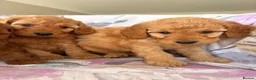 Labradoodle dogs for sale: LICENSED BREEDER F2b miniature labradoodles - Advert 19