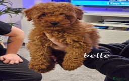 Toy Poodle dogs for sale: Female toy poodle kc reg  - Image 1