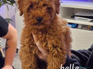 Toy Poodle dogs - Advert 15