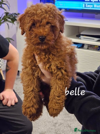 Toy Poodle dogs - Advert 16