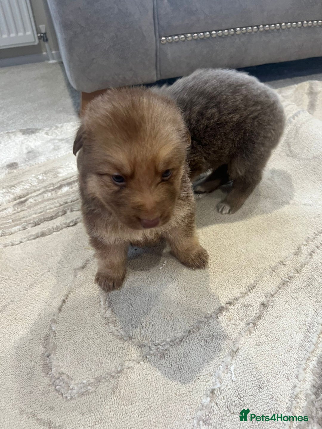 German Shepherd dogs for sale: Working KC GSD German shepherd puppies  - Advert 35