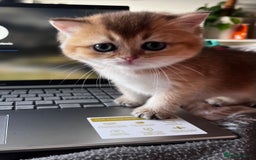 British Longhair cats for sale: ✨ Three adorable British Short/longhair kittens  - Image 16