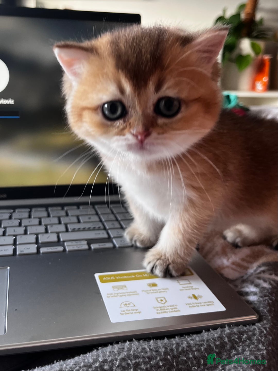 British Longhair cats for sale: ✨ Three adorable British Short/longhair kittens  - Image 16