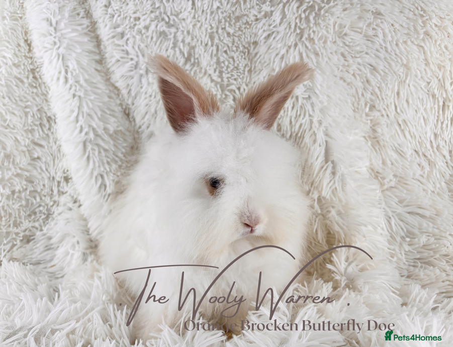 Angora rabbits for sale: Fully Vaccinated Pedigree Angoras - Advert 19