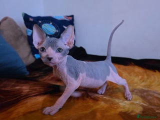 Mixed Breed cats Adorable Male Kitten – Sphynx x Devon Rex Cross - Advert 1