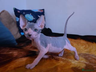 Mixed Breed cats Adorable Male Kitten – Sphynx x Devon Rex Cross - Advert 20
