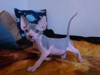 Mixed Breed cats Adorable Male Kitten – Sphynx x Devon Rex Cross - Advert 3