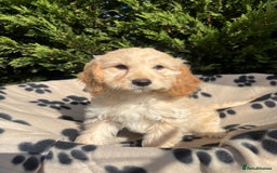 Cockapoo dogs for sale: 5 lovely f1 cockapoos  - Image 17