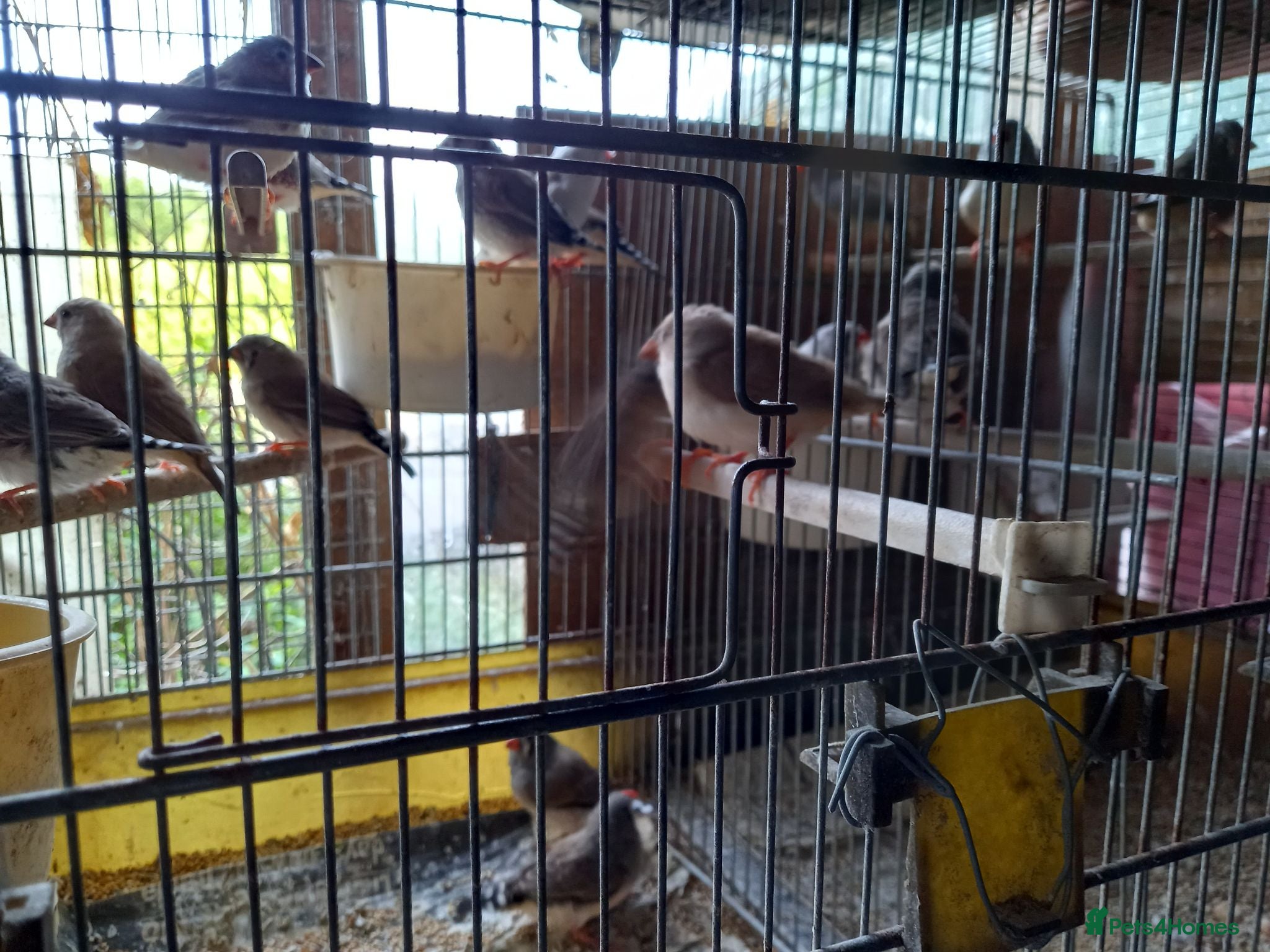 Finches birds Zebra finches for sale  - Advert 5