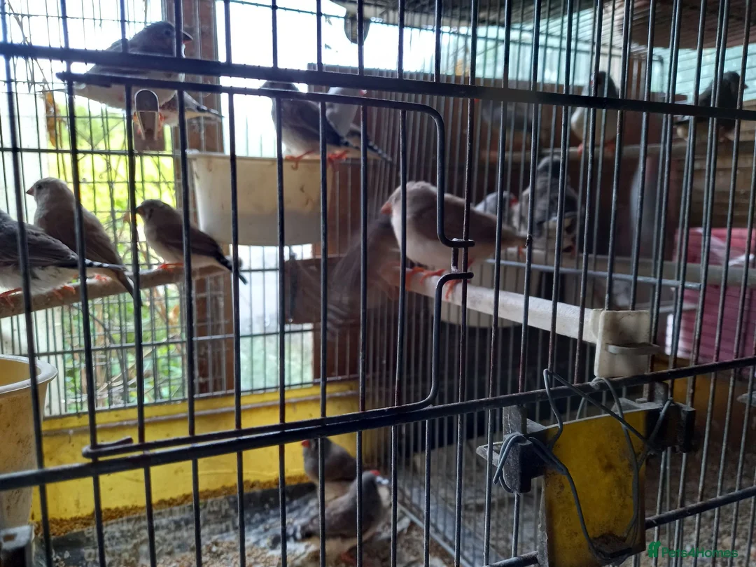 Finches birds for sale: Zebra finches for sale  - Advert 1