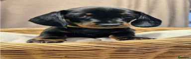 Dachshund Puppy 3
