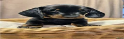 Dachshund dogs for sale: Miniature smooth haired Dachshunds in Lichfield - Advert 4