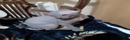 Sphynx cats for sale: 5 Canadian Sphynx kittens for sale - Advert 4