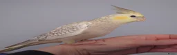 Cockatiels birds for sale: Hand reread silly tame DNA sexed baby cockatiels  - Advert 10