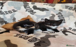 Domestic Shorthair cats for sale: Adorable kittens for sale - Image 3