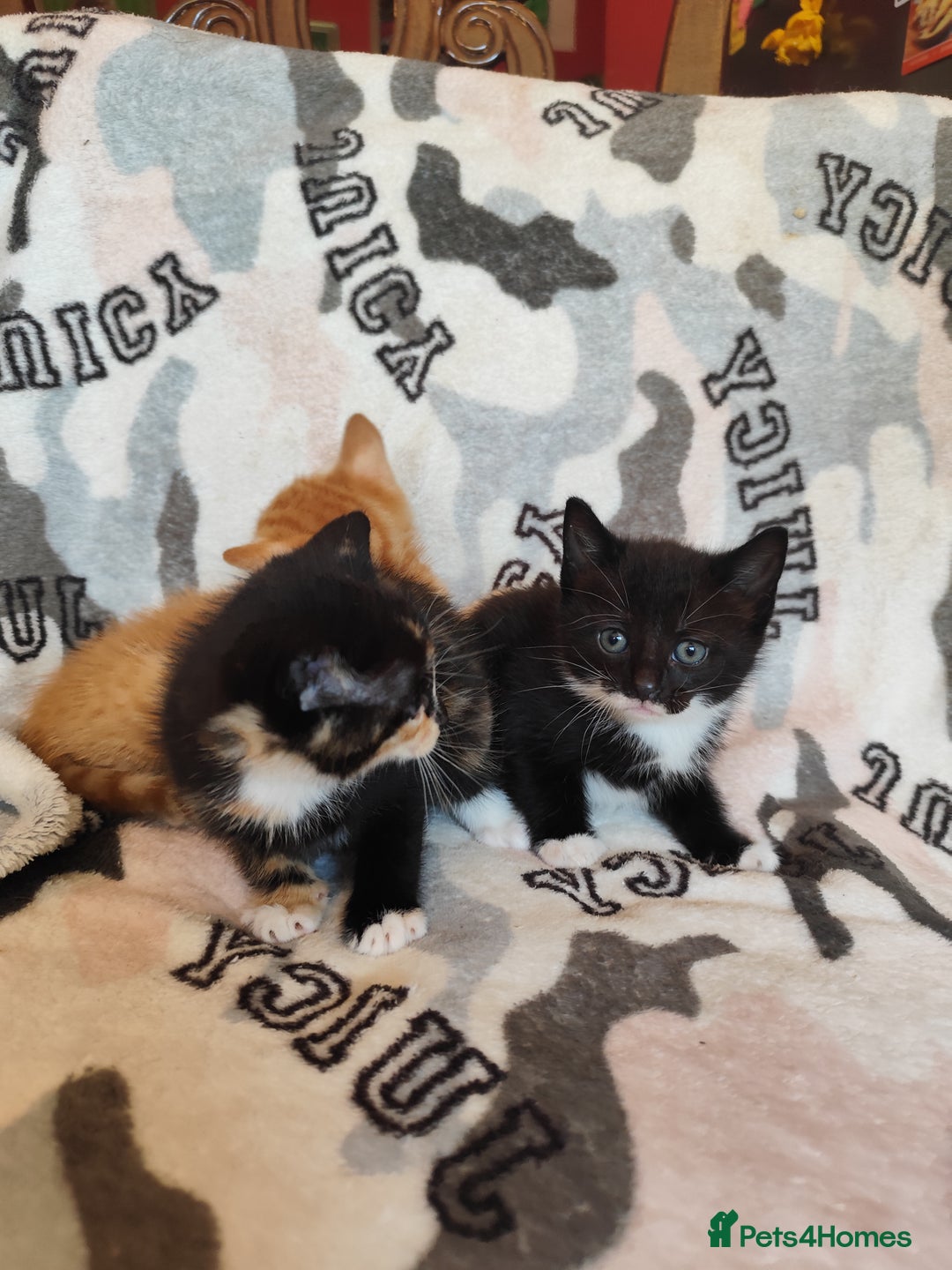 Domestic Shorthair cats for sale: Adorable kittens for sale - Image 3