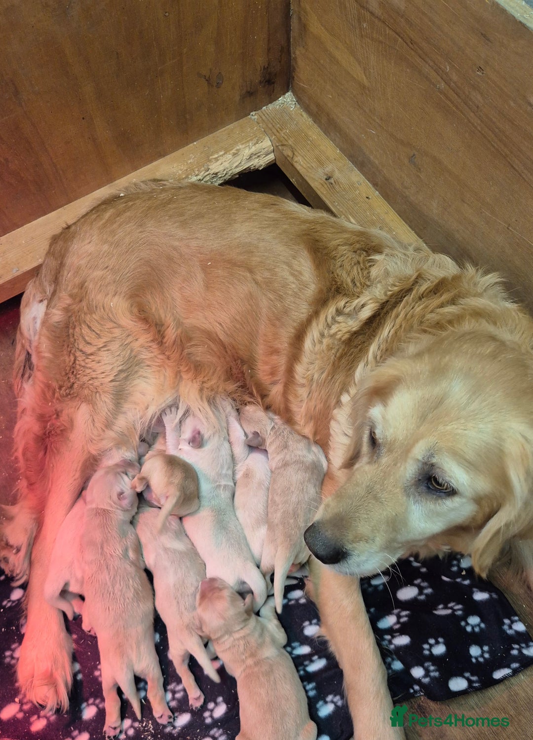 Golden Retriever dogs for sale: KC Registered Golden Retrievers - Advert 6