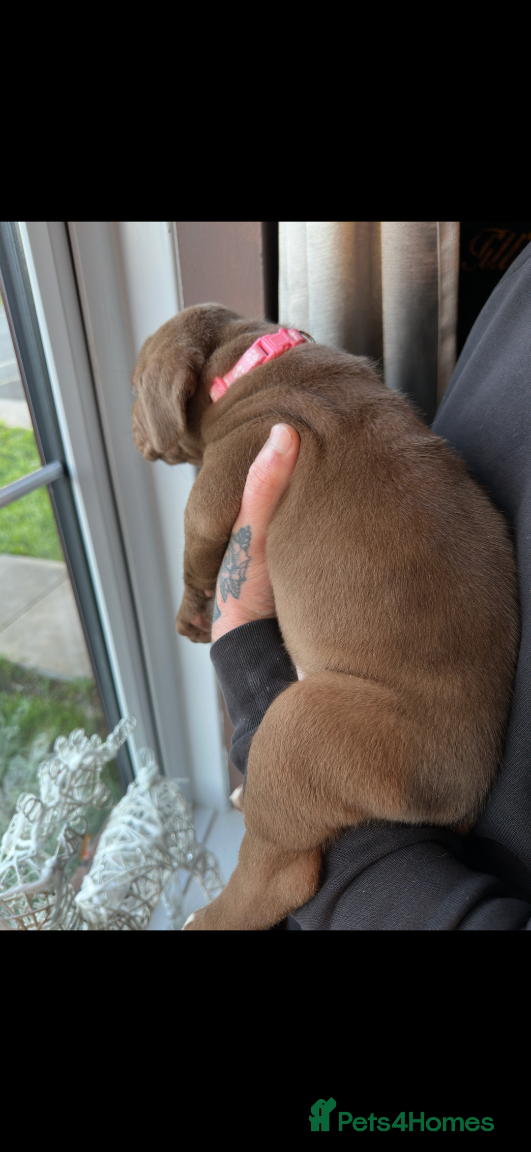 Mixed Breed dogs for sale: Presa X Neo puppies - Advert 28