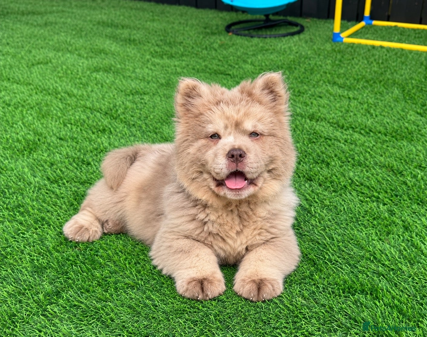 Chow Chow dogs Exotic colour male chow chow puppies for sale  - Advert 2