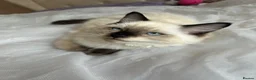 Ragdoll cats for sale: 😸🐾Pure Ragdoll kitties😸🐾 2 male & 1 female🐾😸 - Advert 6