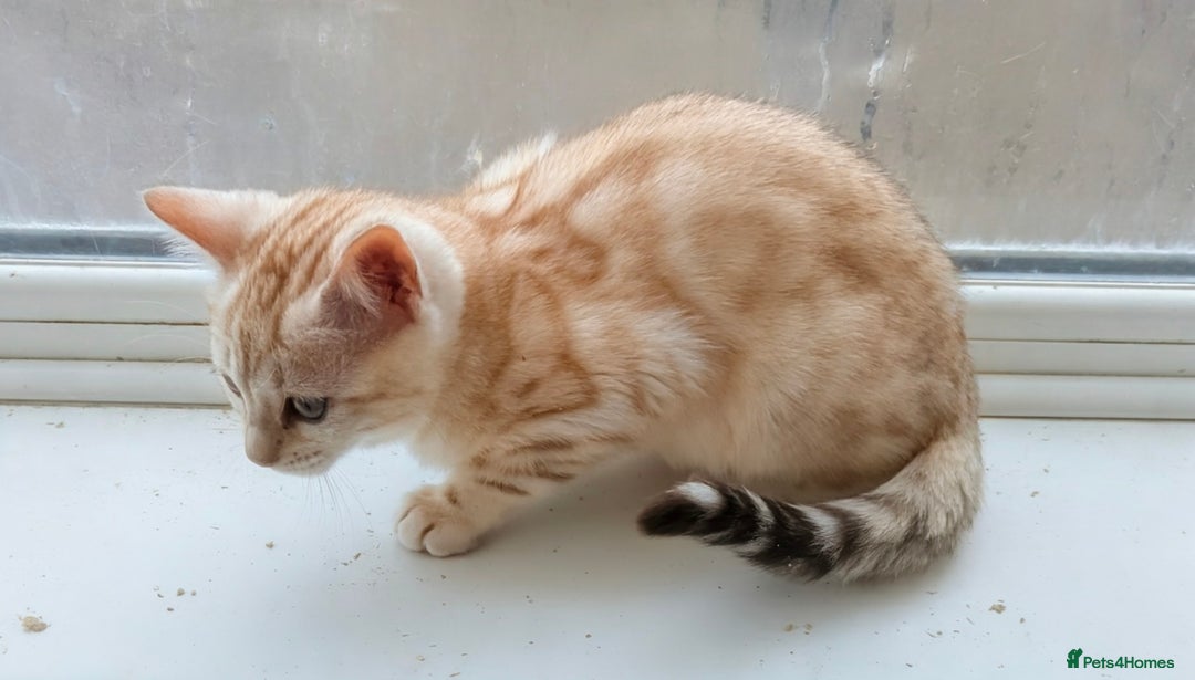 Bengal cats for sale: Bengal Kittens Purebreed Ready to Leave - Advert 3