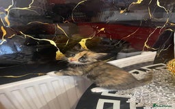 Mixed Breed cats for sale: Kataleja - Image 7