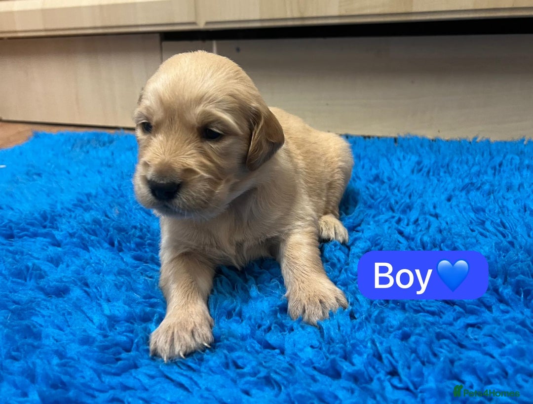 Golden Retriever dogs for sale: Gorgeous KC registered golden retriever puppies - Advert 11