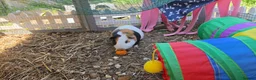Mixed Breed rabbits for sale: Male rabbit & male guinea pig - Advert 2