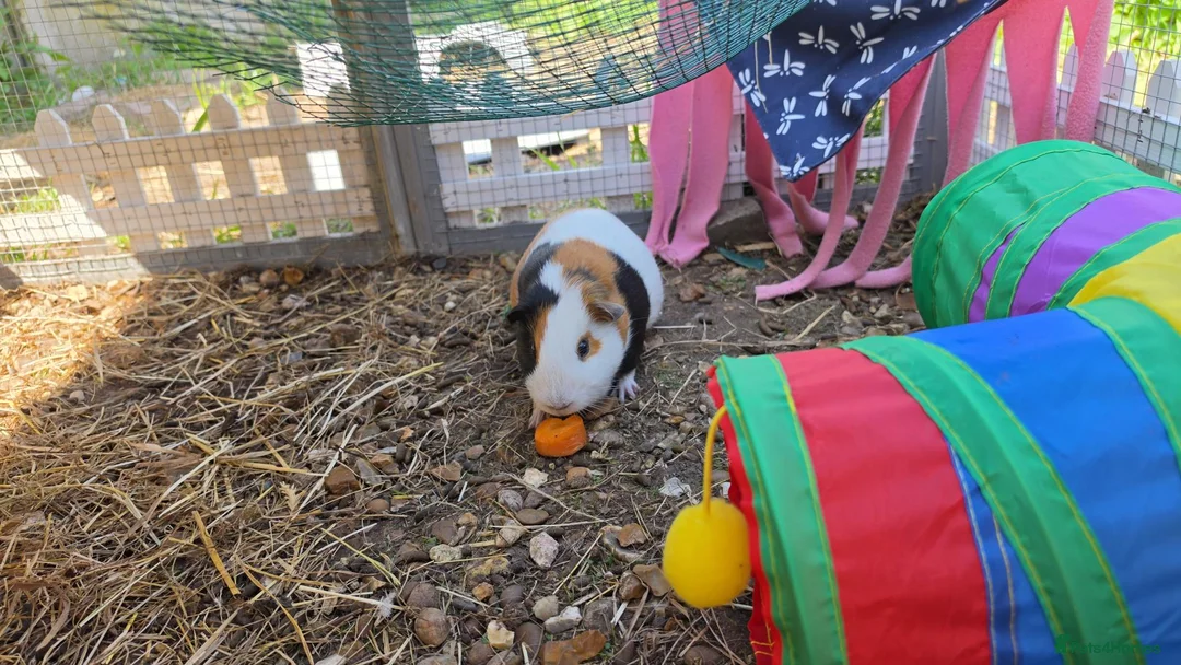 Mixed Breed rabbits for sale: Male rabbit & male guinea pig - Advert 2