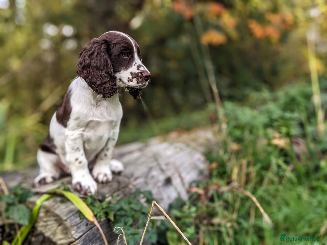 Cocker Spaniel dogs for sale: Beautiful Cocker Spaniel Puppy - Image 7