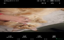 Norwegian Forest Cat cats for sale: Stunning Norwegian Forest Cat - Image 7