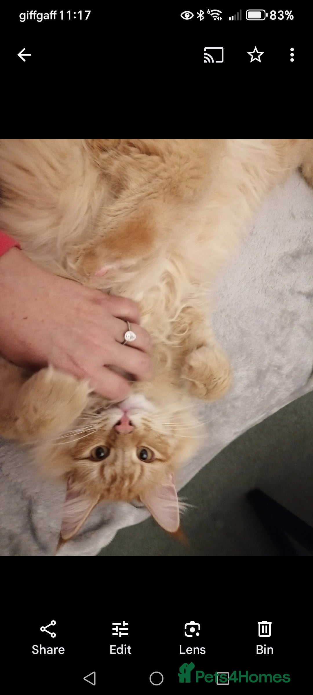 Norwegian Forest Cat cats for sale: Stunning Norwegian Forest Cat - Image 7