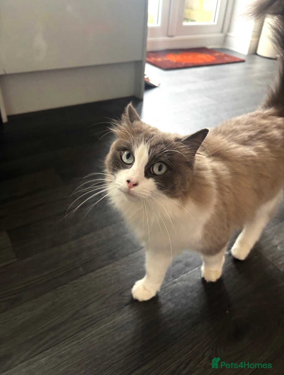 Ragdoll cats for sale: Beautiful Female Ragdoll Cat For Sale - Image 1