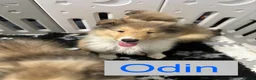 Rough Collie dogs for sale: 1 Male KC Rough Collie Puppies Sable & White - Advert 10