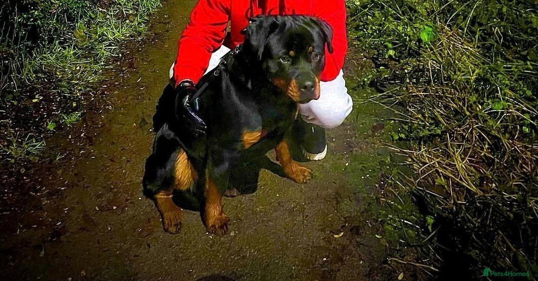 Rottweiler dogs Beautiful Rottweiler – Loving Family Home Wanted - Advert 2