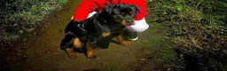 Rottweiler dogs for sale: Beautiful Rottweiler – Loving Family Home Wanted - Advert 2
