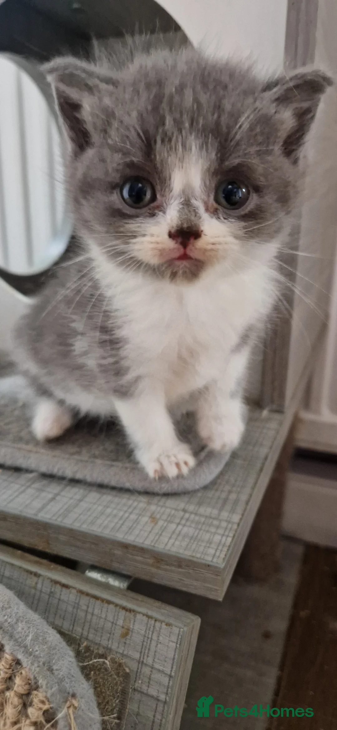 Persian cats for sale: Persian Kittens - Advert 3