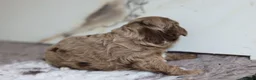Cavapoo dogs for sale: F1 rare chocolate/choc Merle Cavapoo pups - Advert 31