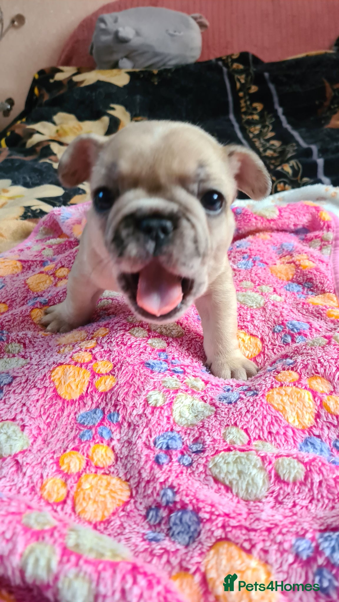 French Bulldog dogs for sale: French bulldog - Advert 4