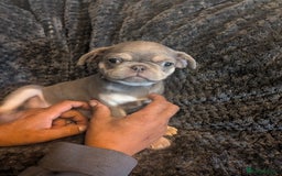 Pug dogs for sale: 2 left quality pug puppies  - Image 3