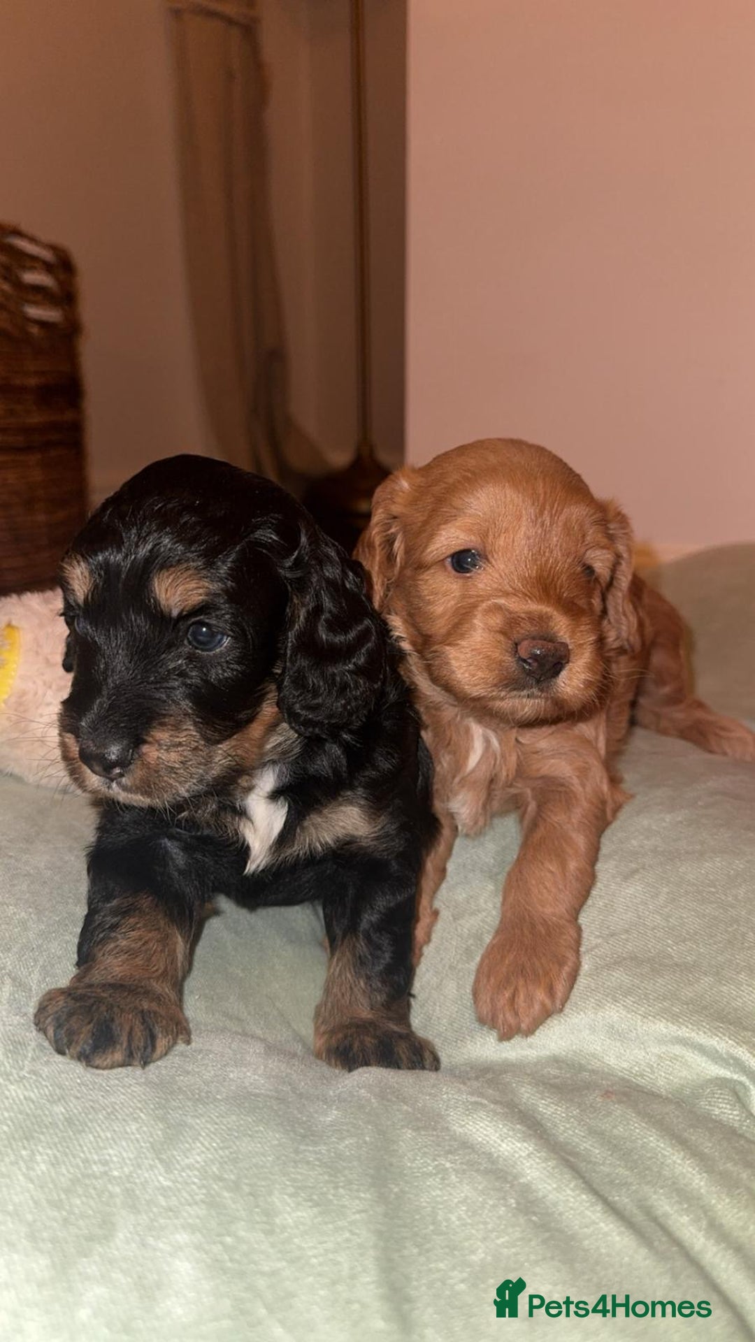 Cockapoo dogs for sale: CHAMPION COCKAPOO - Advert 21